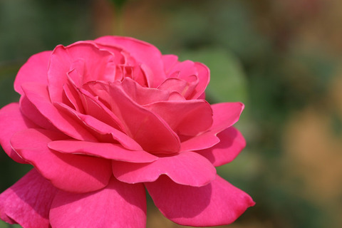 ピンク　ピース