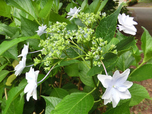 bsCIMG1930