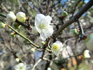 bsCIMG7920
