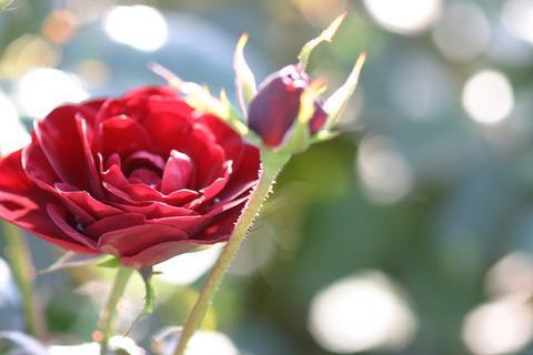 ラバグルート３