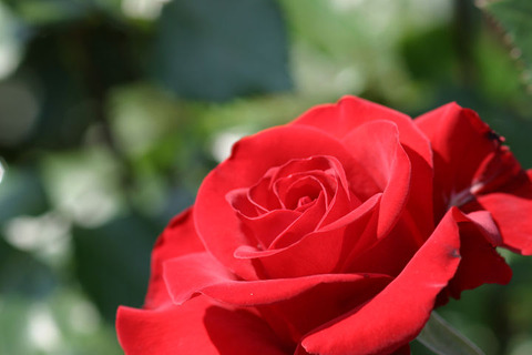 レッド　クイーン３