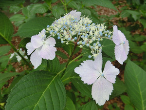 bsCIMG1958