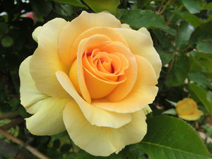 bsCIMG0628