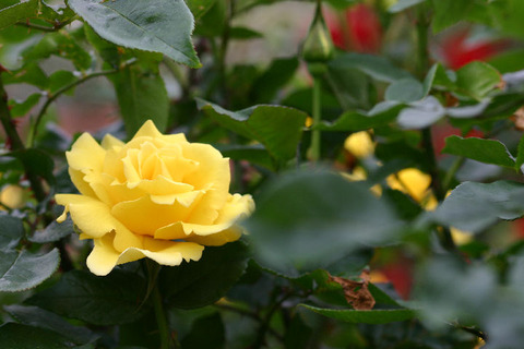 ドフト　ゴールド