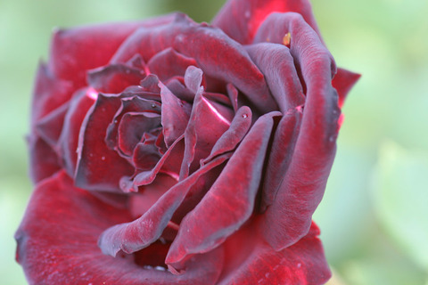 くろしんじゅ　黒真珠