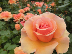 bsCIMG0756