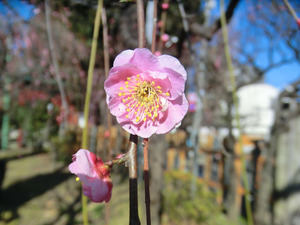 bsCIMG7898