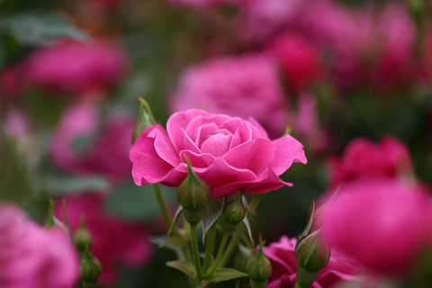 プラム　ダンディ