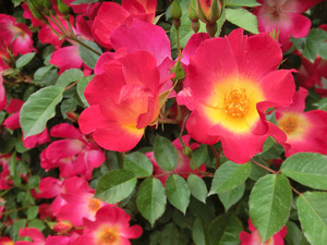 bsCIMG0674