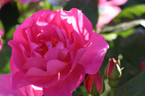 ザ　ハーバリスト