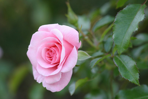 サマー　モルゲン