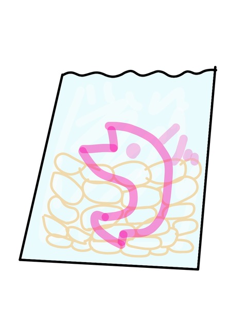 かつおイメージ
