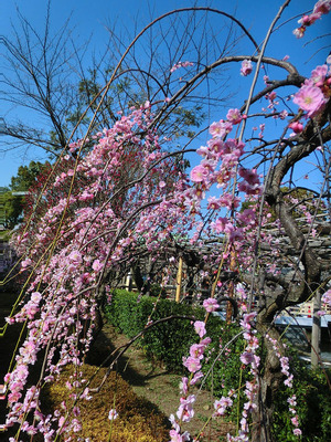 sCIMG6025