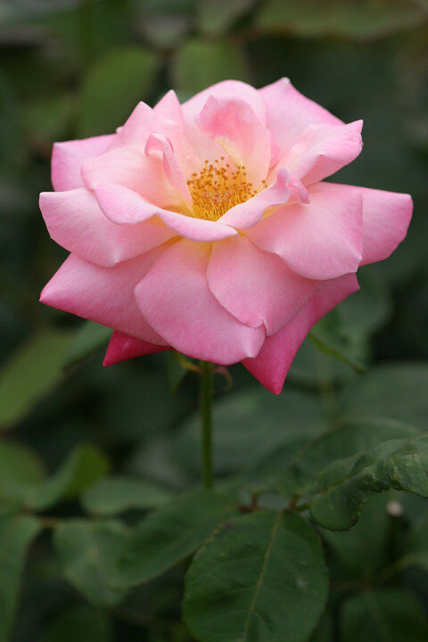 ピンク　パルフェ