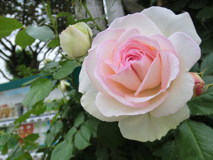 bsCIMG0622