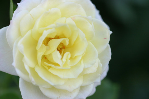 バニラ　ボニカ