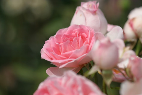 ギィ　ドゥ　モーパッサン