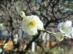 bsCIMG7918