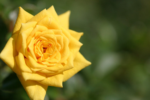 ゴールド　ジュエル