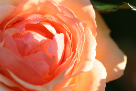 フレグラント　アプリコット