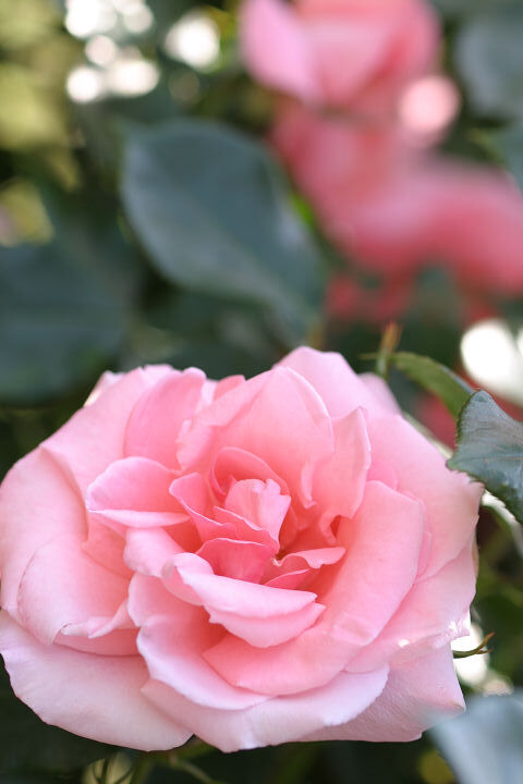 プリンセス　アイコ3