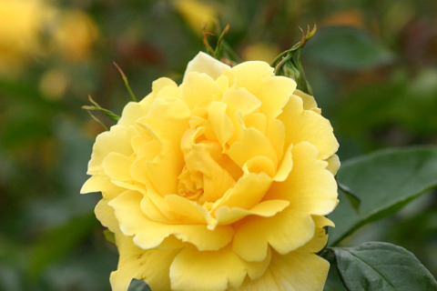 ドフト　ゴールド２