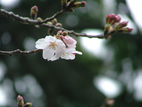 s02dscf7228