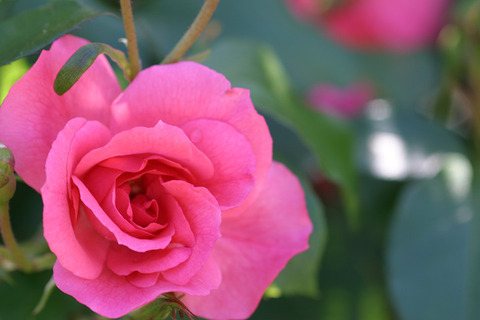 ピンク　ラ　セビリアーナ