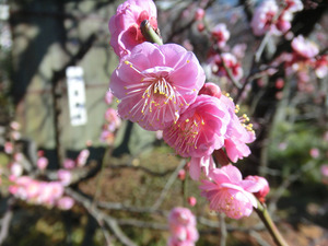 bsCIMG7894