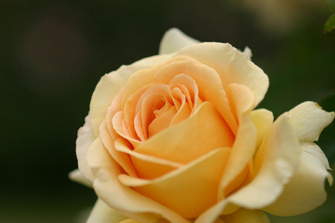 ハニー　ブーケ４