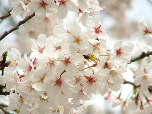 s04dscf5506