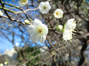 bsCIMG7928
