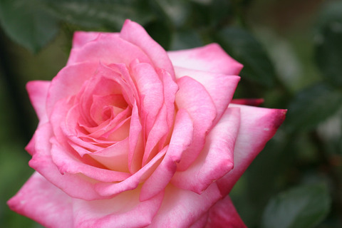 コルデス　パーフェクタ