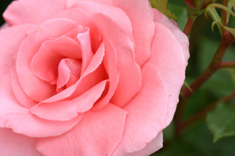 プリンセス　アイコ