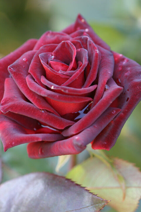 ブラック　バッカラ3