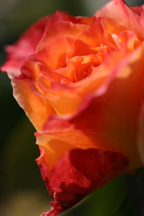 ピュア　ポエトリー