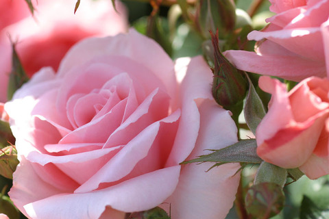 プリンセス　アイコ5