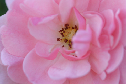 ボニカ　’８２