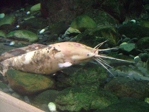 s14dscf6741