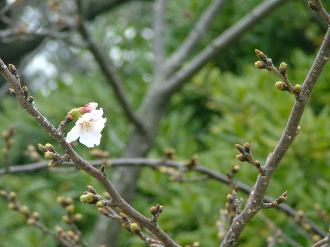 s02dscf7215