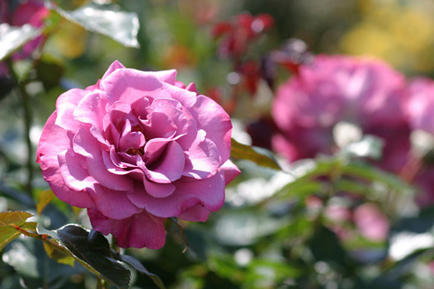 ラブ　ポーション