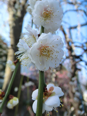 sCIMG6046