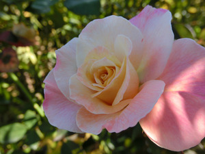 sCIMG6839