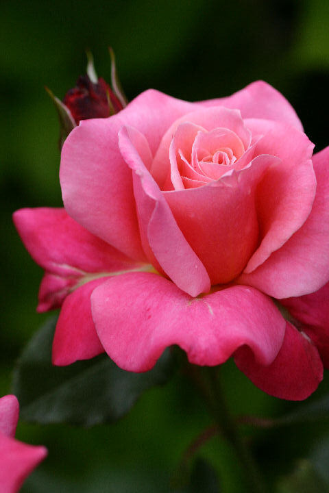 プリンセス　チチブ