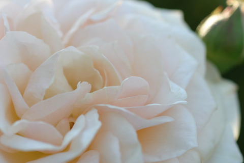 ペルディータ２