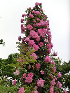 bsCIMG0775