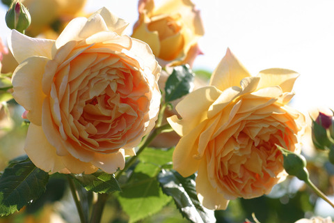 ゴールデン　セレブレーション