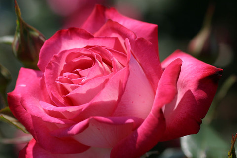 せいか　聖火２