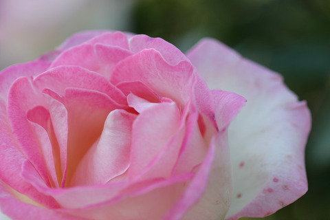 プリンセス　ドゥ　モナコ