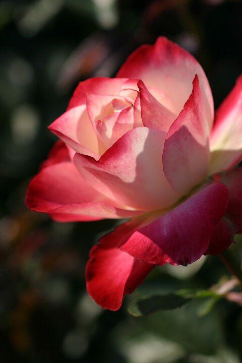 ジュビレ　デュ　プリンス　ドゥ　モナコ４